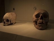ET Skull found at Fuerte de San Miguel Comparison to Normal Human Skull - et influences mayans,mayan skull