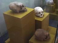 Group of ET Skulls in the Merida Museum - et influences mayans,mayan skull